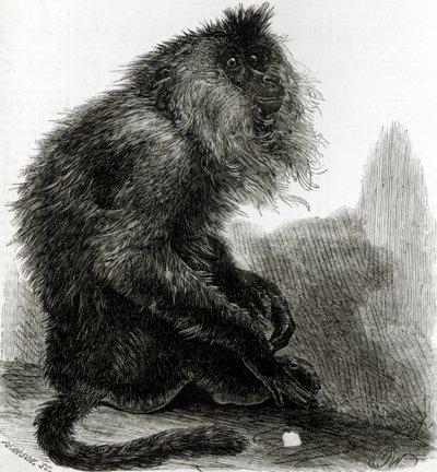 The Indian Waderoo Monkey (Silenus Veter) engraved by Pearson by English School